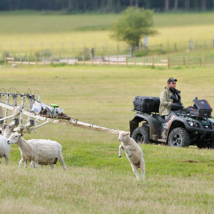 Gastfreundliche Nachbarn: Die Schafe auf den Weiden rund um Stonehenge lassen sich vom Magnetometer nicht stören (öffnet vergrößerte Bildansicht)